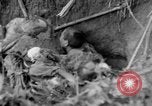 Image of 145th Infantry Regiment Solomon Islands, 1944, second 48 stock footage video 65675046506