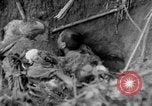 Image of 145th Infantry Regiment Solomon Islands, 1944, second 49 stock footage video 65675046506