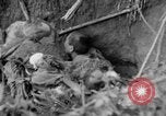 Image of 145th Infantry Regiment Solomon Islands, 1944, second 50 stock footage video 65675046506