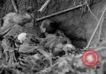 Image of 145th Infantry Regiment Solomon Islands, 1944, second 51 stock footage video 65675046506
