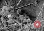 Image of 145th Infantry Regiment Solomon Islands, 1944, second 52 stock footage video 65675046506