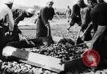 Image of Japanese farmers Japan, 1944, second 39 stock footage video 65675046524