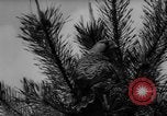 Immagine di La Falconeria Austria Foresta Nera, 1959, secondo 7 filmato di repertorio 65675046563