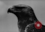 Immagine di La Falconeria Austria Foresta Nera, 1959, secondo 11 filmato di repertorio 65675046563