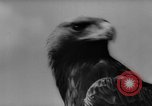 Immagine di La Falconeria Austria Foresta Nera, 1959, secondo 12 filmato di repertorio 65675046563