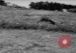 Immagine di La Falconeria Austria Foresta Nera, 1959, secondo 22 filmato di repertorio 65675046563