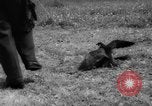 Immagine di La Falconeria Austria Foresta Nera, 1959, secondo 23 filmato di repertorio 65675046563