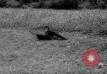 Immagine di La Falconeria Austria Foresta Nera, 1959, secondo 24 filmato di repertorio 65675046563