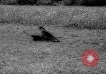 Immagine di La Falconeria Austria Foresta Nera, 1959, secondo 25 filmato di repertorio 65675046563