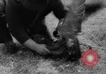 Immagine di La Falconeria Austria Foresta Nera, 1959, secondo 28 filmato di repertorio 65675046563