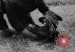 Immagine di La Falconeria Austria Foresta Nera, 1959, secondo 29 filmato di repertorio 65675046563