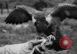 Immagine di La Falconeria Austria Foresta Nera, 1959, secondo 31 filmato di repertorio 65675046563