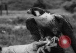 Immagine di La Falconeria Austria Foresta Nera, 1959, secondo 33 filmato di repertorio 65675046563