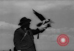 Immagine di La Falconeria Austria Foresta Nera, 1959, secondo 34 filmato di repertorio 65675046563