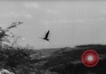Immagine di La Falconeria Austria Foresta Nera, 1959, secondo 37 filmato di repertorio 65675046563