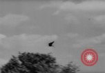 Immagine di La Falconeria Austria Foresta Nera, 1959, secondo 39 filmato di repertorio 65675046563