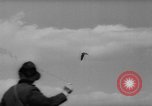 Immagine di La Falconeria Austria Foresta Nera, 1959, secondo 41 filmato di repertorio 65675046563