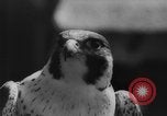 Immagine di La Falconeria Austria Foresta Nera, 1959, secondo 48 filmato di repertorio 65675046563