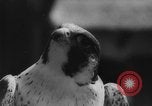 Immagine di La Falconeria Austria Foresta Nera, 1959, secondo 49 filmato di repertorio 65675046563