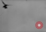 Immagine di La Falconeria Austria Foresta Nera, 1959, secondo 53 filmato di repertorio 65675046563
