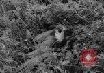Immagine di La Falconeria Austria Foresta Nera, 1959, secondo 55 filmato di repertorio 65675046563