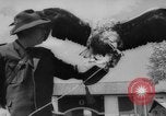 Immagine di La Falconeria Austria Foresta Nera, 1959, secondo 57 filmato di repertorio 65675046563