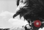 Immagine di La Falconeria Austria Foresta Nera, 1959, secondo 58 filmato di repertorio 65675046563