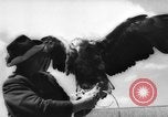 Immagine di La Falconeria Austria Foresta Nera, 1959, secondo 60 filmato di repertorio 65675046563