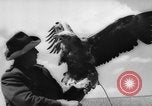 Immagine di La Falconeria Austria Foresta Nera, 1959, secondo 61 filmato di repertorio 65675046563