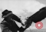 Immagine di La Falconeria Austria Foresta Nera, 1959, secondo 62 filmato di repertorio 65675046563