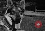 Image of fire dog Richmond California USA, 1930, second 45 stock footage video 65675046582