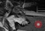 Image of fire dog Richmond California USA, 1930, second 46 stock footage video 65675046582