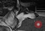 Image of fire dog Richmond California USA, 1930, second 47 stock footage video 65675046582