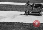 Image of fire dog Richmond California USA, 1930, second 61 stock footage video 65675046582