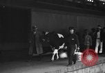 Image of Wisconsin prize cow Chicago Illinois USA, 1930, second 19 stock footage video 65675046587