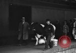 Image of Wisconsin prize cow Chicago Illinois USA, 1930, second 20 stock footage video 65675046587