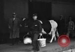 Image of Wisconsin prize cow Chicago Illinois USA, 1930, second 22 stock footage video 65675046587