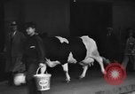 Image of Wisconsin prize cow Chicago Illinois USA, 1930, second 23 stock footage video 65675046587