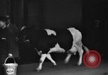 Image of Wisconsin prize cow Chicago Illinois USA, 1930, second 24 stock footage video 65675046587