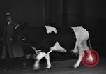Image of Wisconsin prize cow Chicago Illinois USA, 1930, second 25 stock footage video 65675046587
