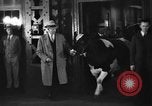 Image of Wisconsin prize cow Chicago Illinois USA, 1930, second 27 stock footage video 65675046587