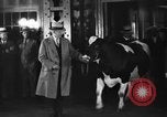 Image of Wisconsin prize cow Chicago Illinois USA, 1930, second 28 stock footage video 65675046587