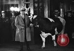 Image of Wisconsin prize cow Chicago Illinois USA, 1930, second 29 stock footage video 65675046587