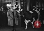 Image of Wisconsin prize cow Chicago Illinois USA, 1930, second 30 stock footage video 65675046587