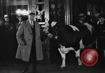 Image of Wisconsin prize cow Chicago Illinois USA, 1930, second 31 stock footage video 65675046587