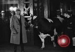Image of Wisconsin prize cow Chicago Illinois USA, 1930, second 32 stock footage video 65675046587