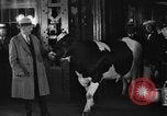 Image of Wisconsin prize cow Chicago Illinois USA, 1930, second 33 stock footage video 65675046587