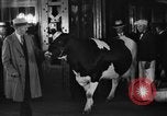 Image of Wisconsin prize cow Chicago Illinois USA, 1930, second 34 stock footage video 65675046587