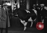Image of Wisconsin prize cow Chicago Illinois USA, 1930, second 35 stock footage video 65675046587