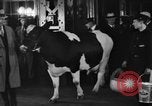 Image of Wisconsin prize cow Chicago Illinois USA, 1930, second 36 stock footage video 65675046587